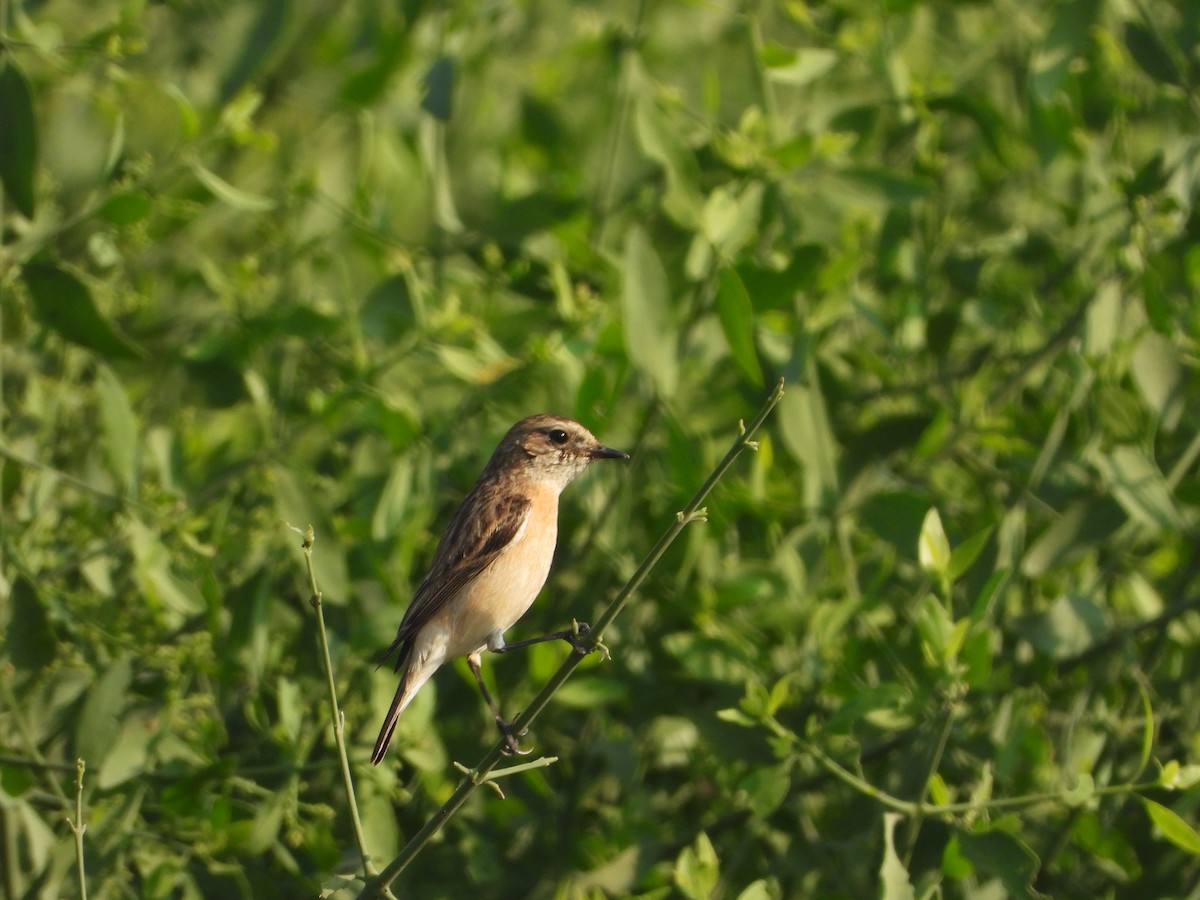 דוחל מזרחי - ML646782501