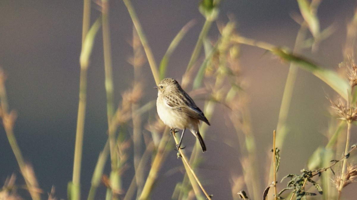 Pitxartxar siberiarra - ML646782504