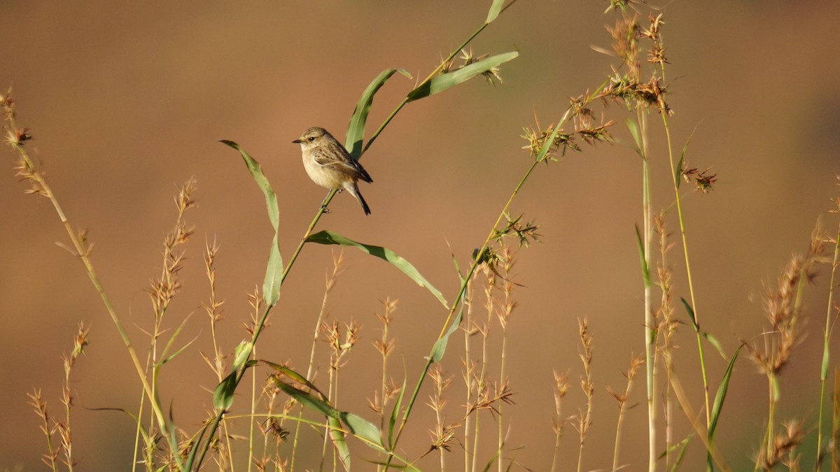 Pitxartxar siberiarra - ML646782505
