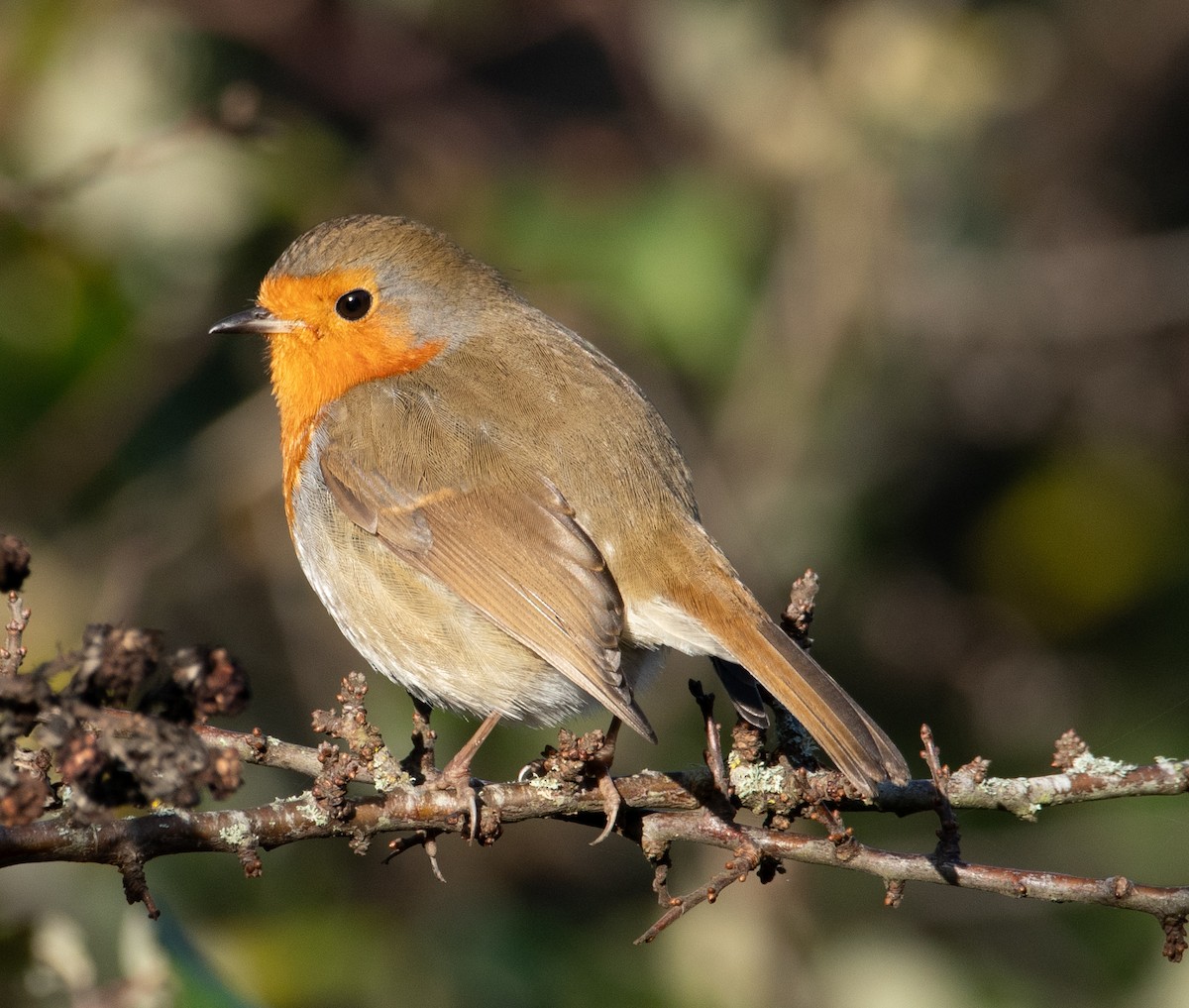 European Robin - ML646782508