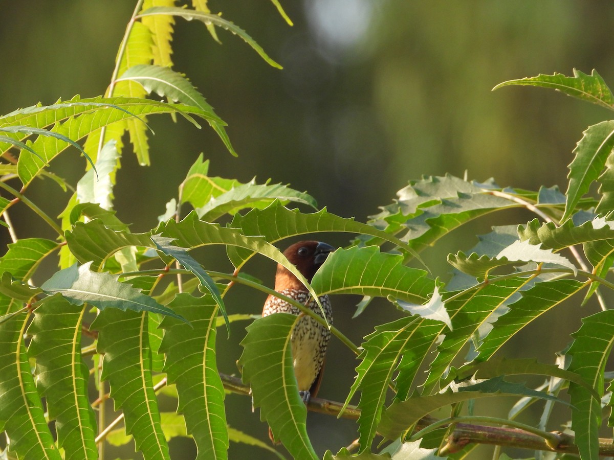 מוניה מפוספסת-חזה - ML646782510