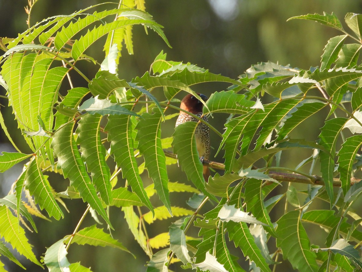 מוניה מפוספסת-חזה - ML646782511