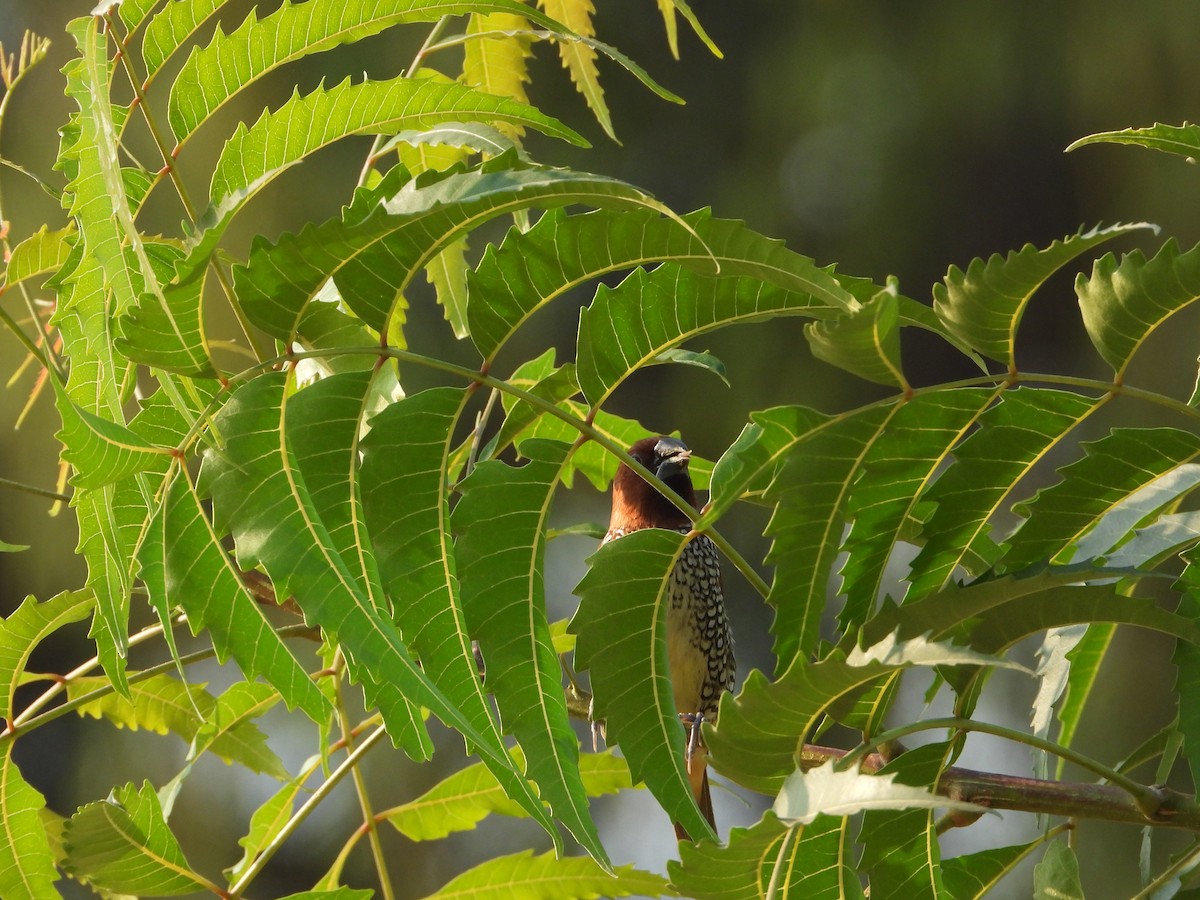 מוניה מפוספסת-חזה - ML646782512