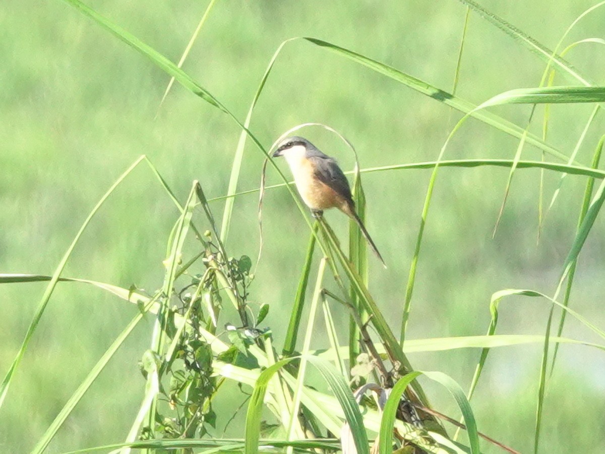 Тибетский сорокопут - ML646782513