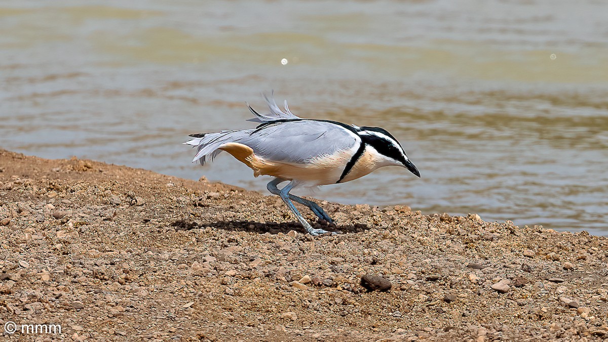 Egyptian Plover - ML646782515