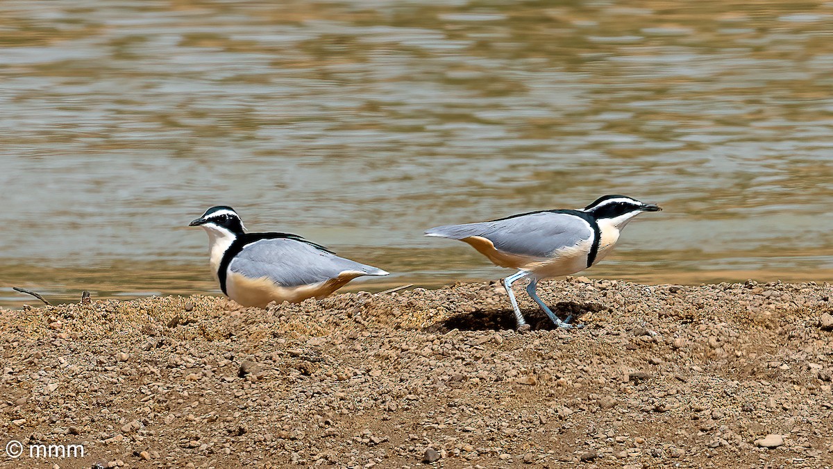 Egyptian Plover - ML646782516