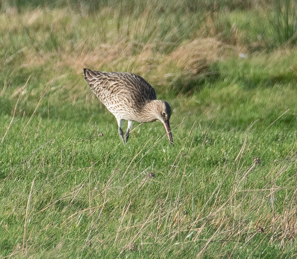 Eurasian Curlew - ML646782517