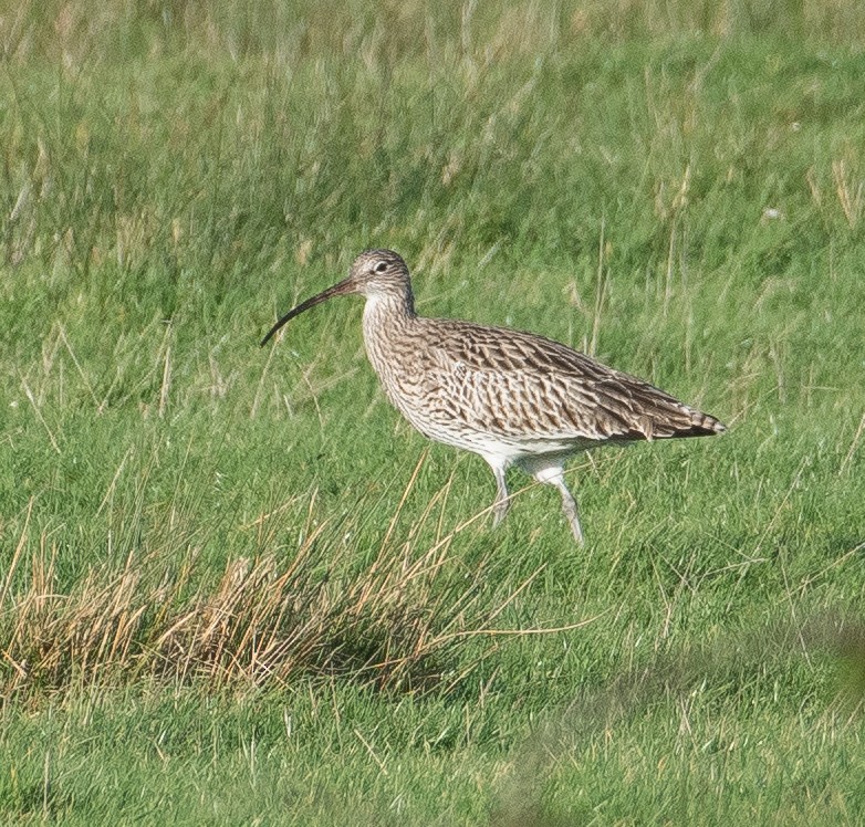 Eurasian Curlew - ML646782518