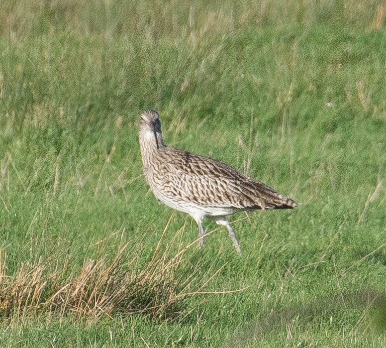Eurasian Curlew - ML646782519