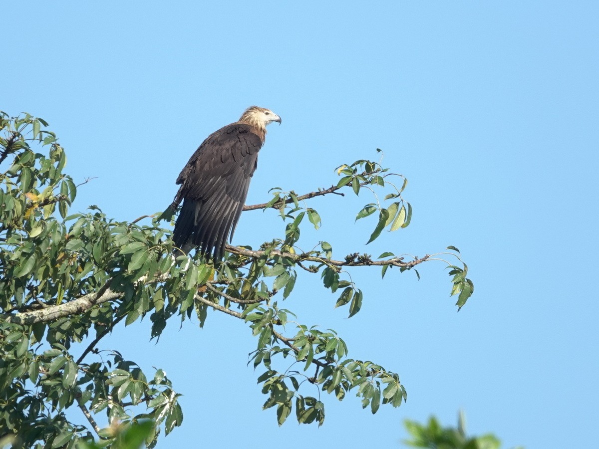 Pallas's Fish-Eagle - ML646782520