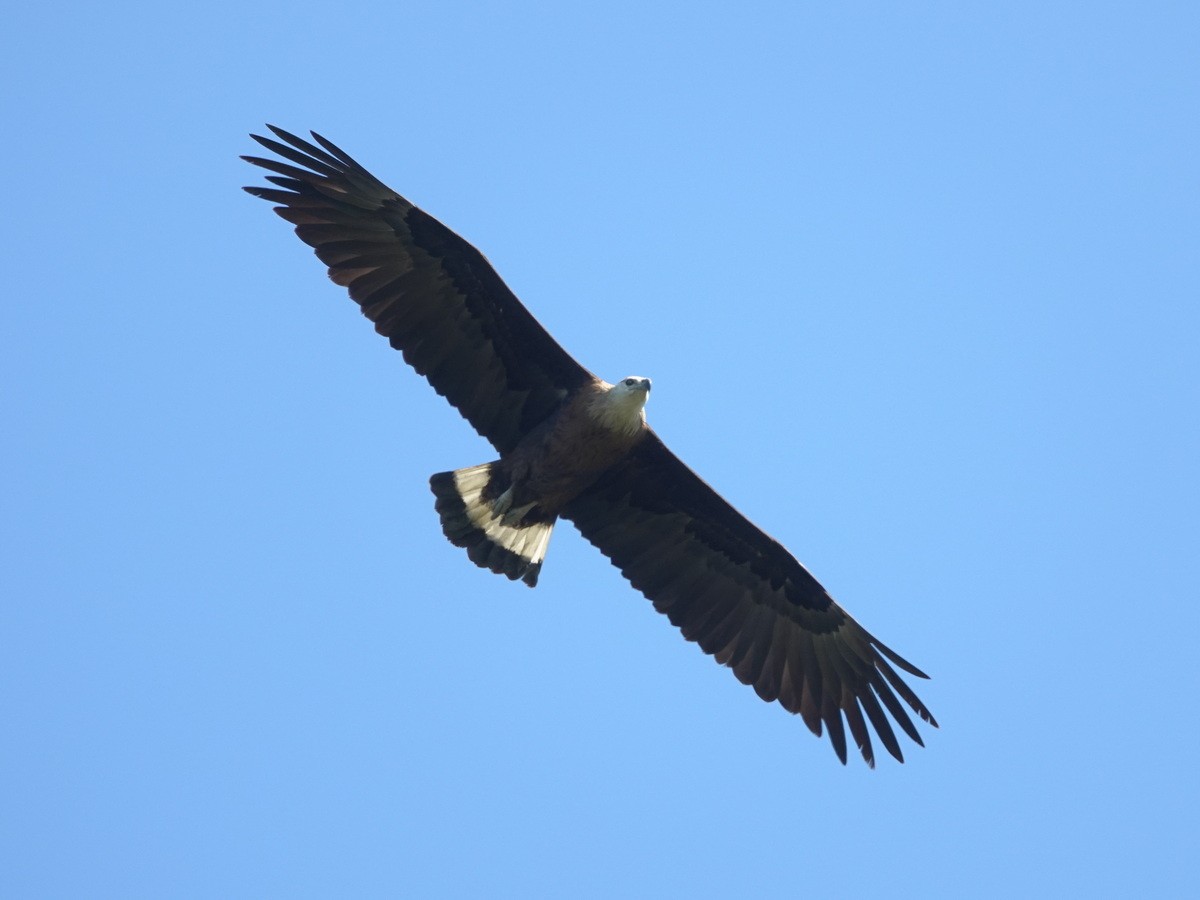 Pallas's Fish-Eagle - ML646782522
