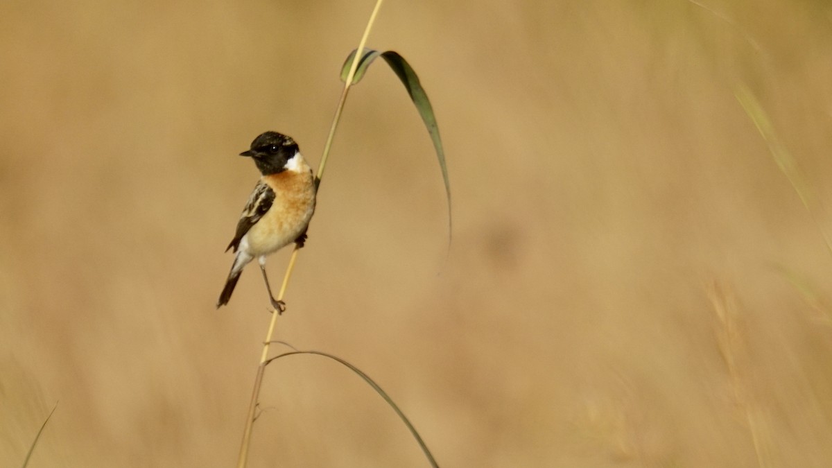 Pitxartxar siberiarra - ML646782523