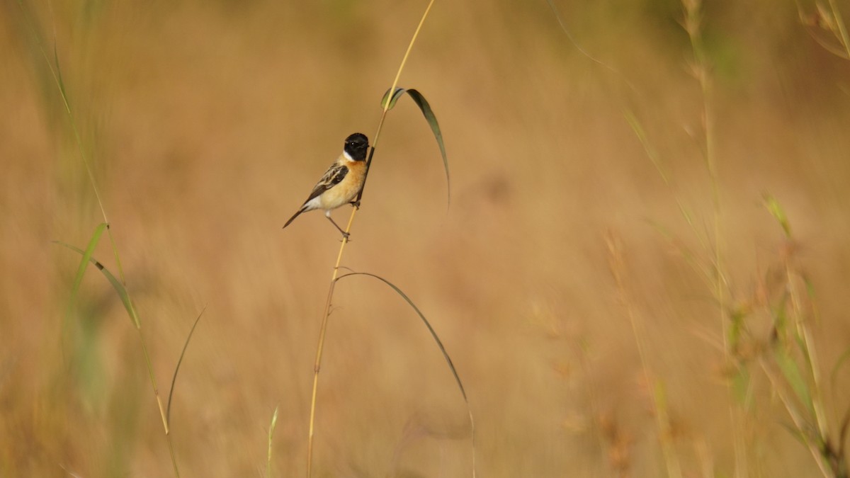 Pitxartxar siberiarra - ML646782524