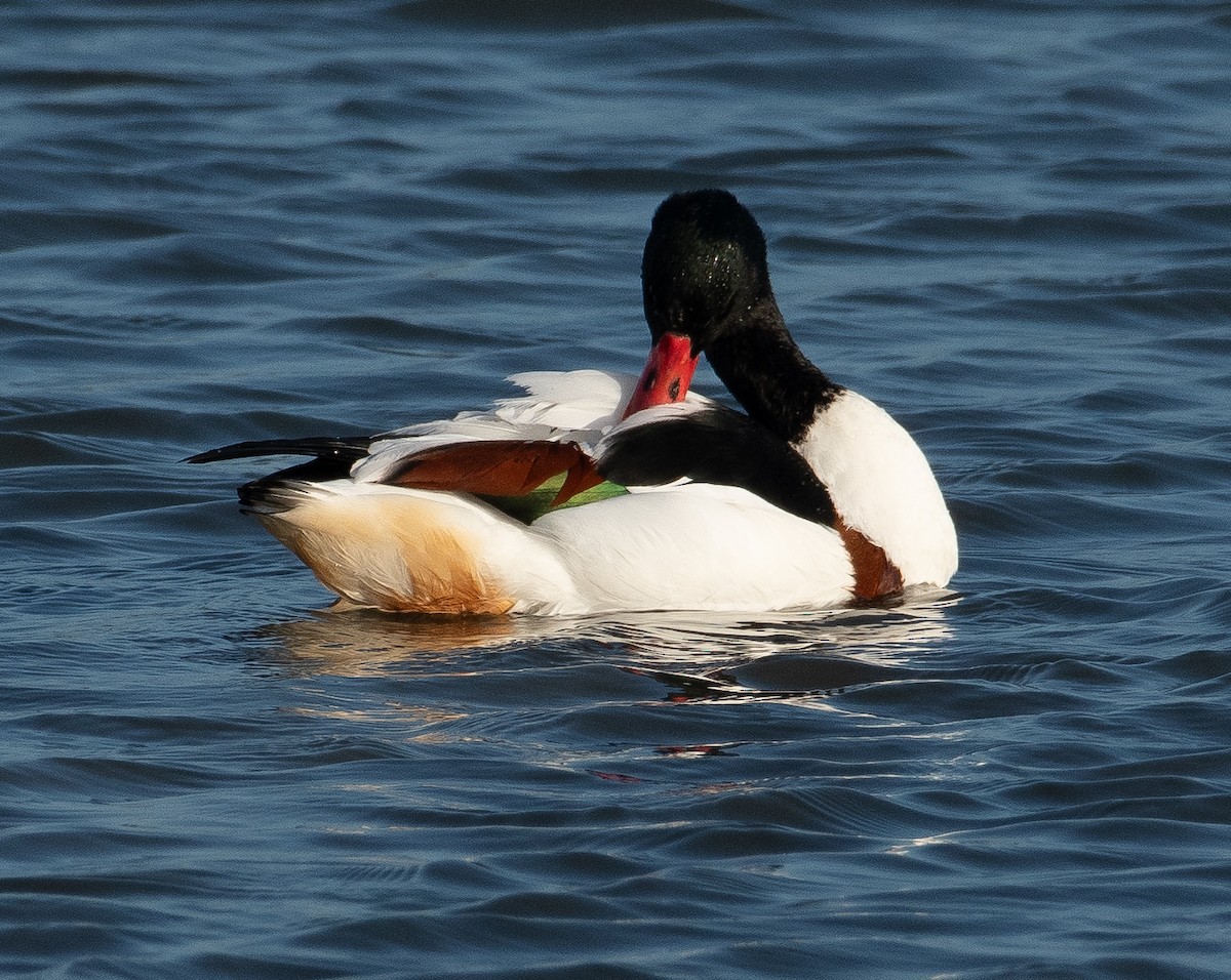Common Shelduck - ML646782528