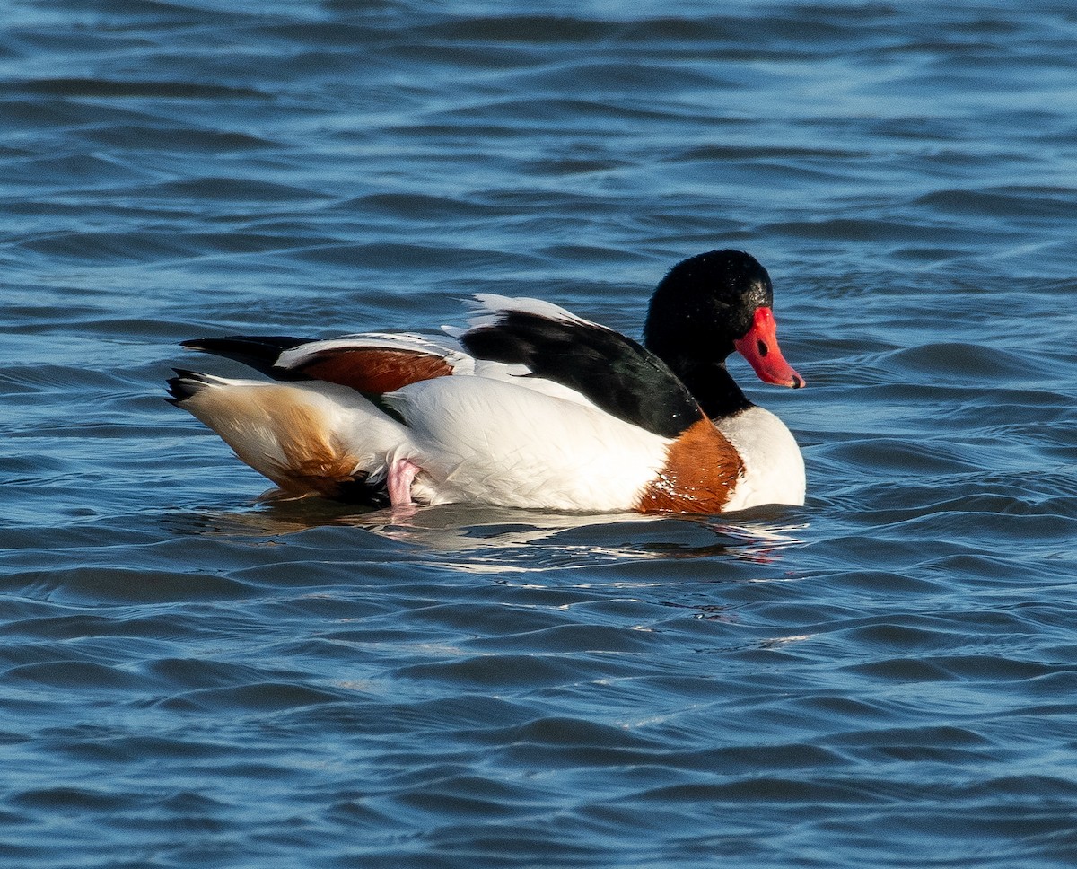 Common Shelduck - ML646782529