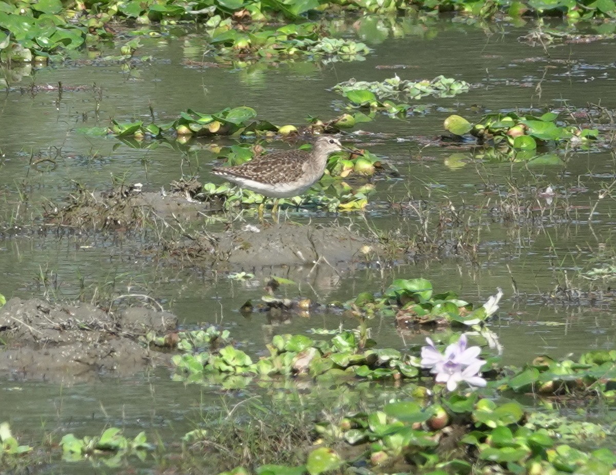 vodouš bahenní - ML646782534