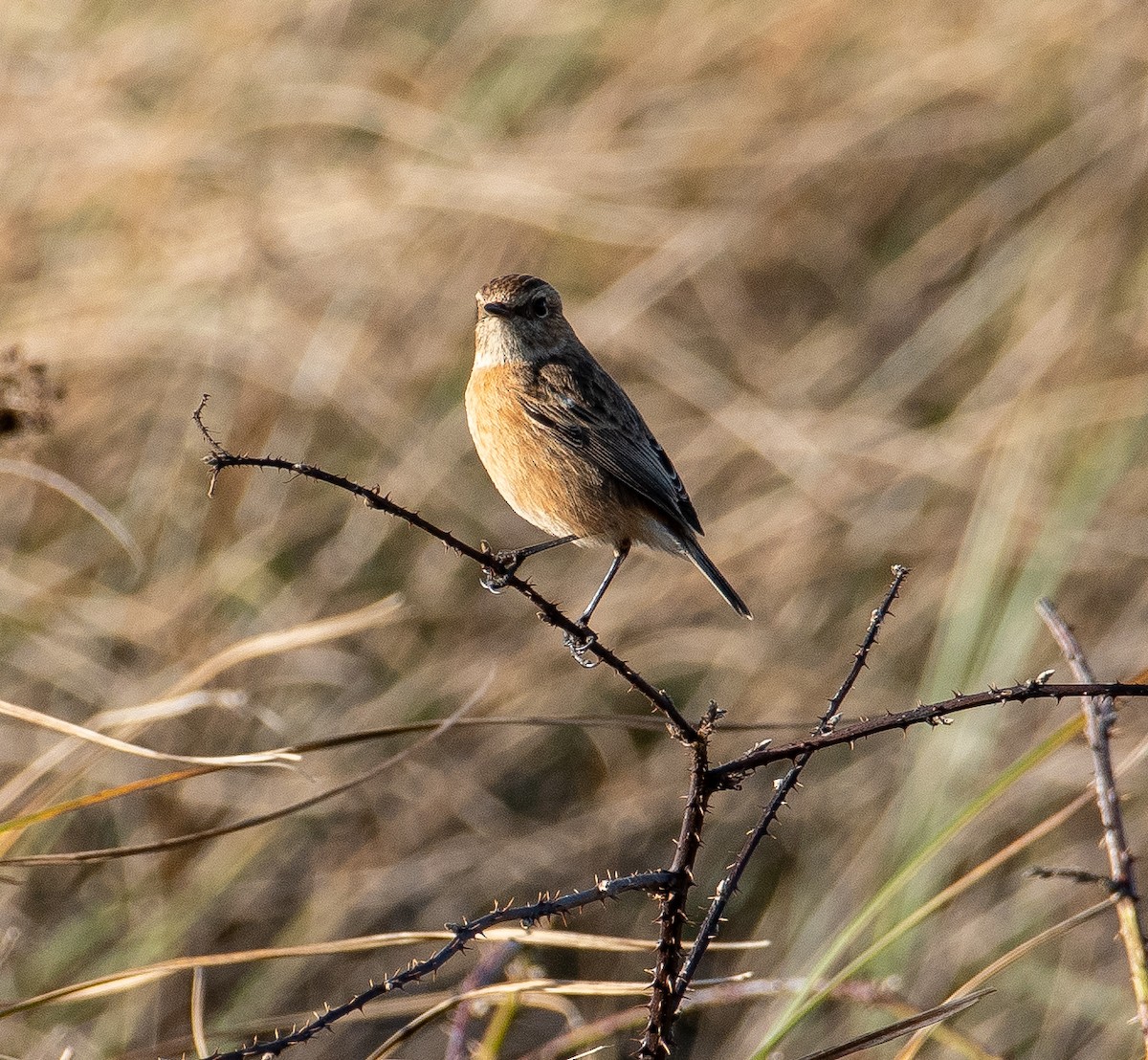European Stonechat - ML646782536