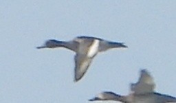 Гэзэгт шумбуур - ML646782538