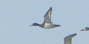 Гэзэгт шумбуур - ML646782539