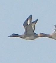 Гэзэгт шумбуур - ML646782540