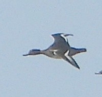 Гэзэгт шумбуур - ML646782541