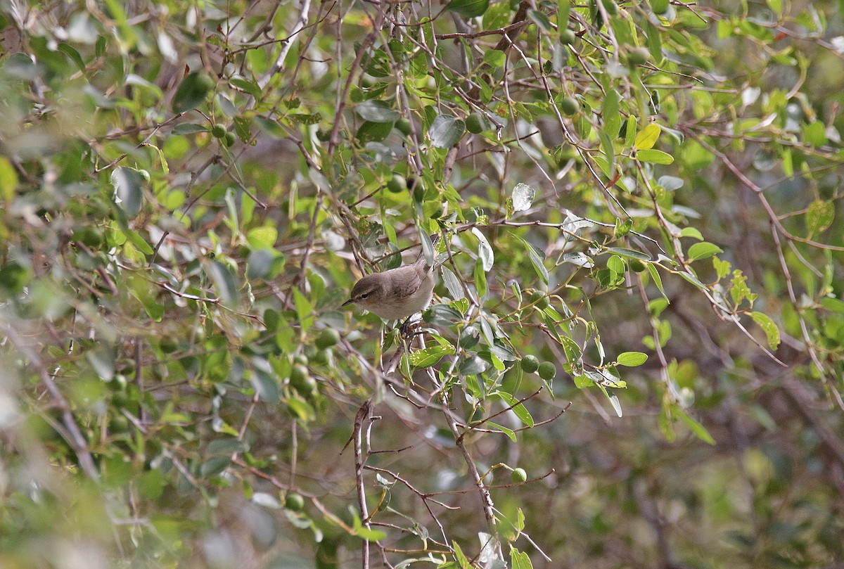 イランムシクイ - ML646782545