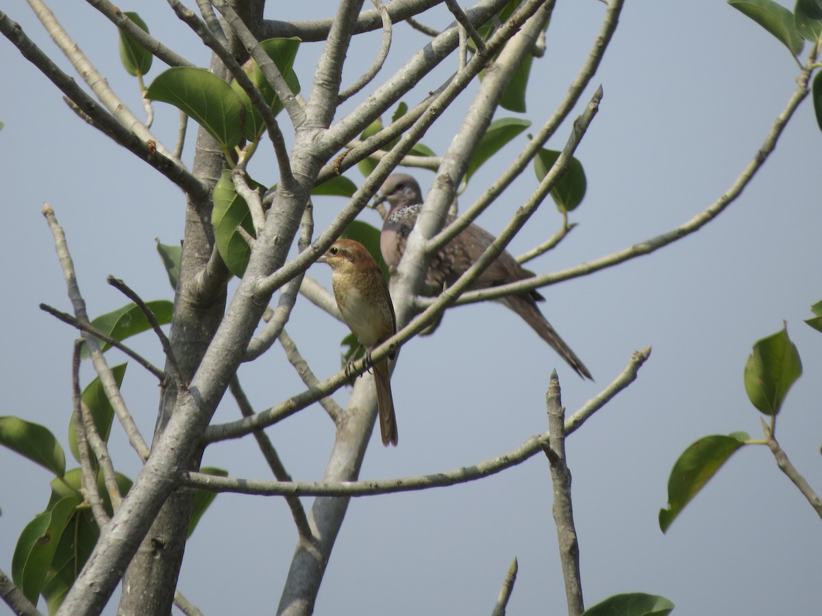 brunvarsler - ML646782546