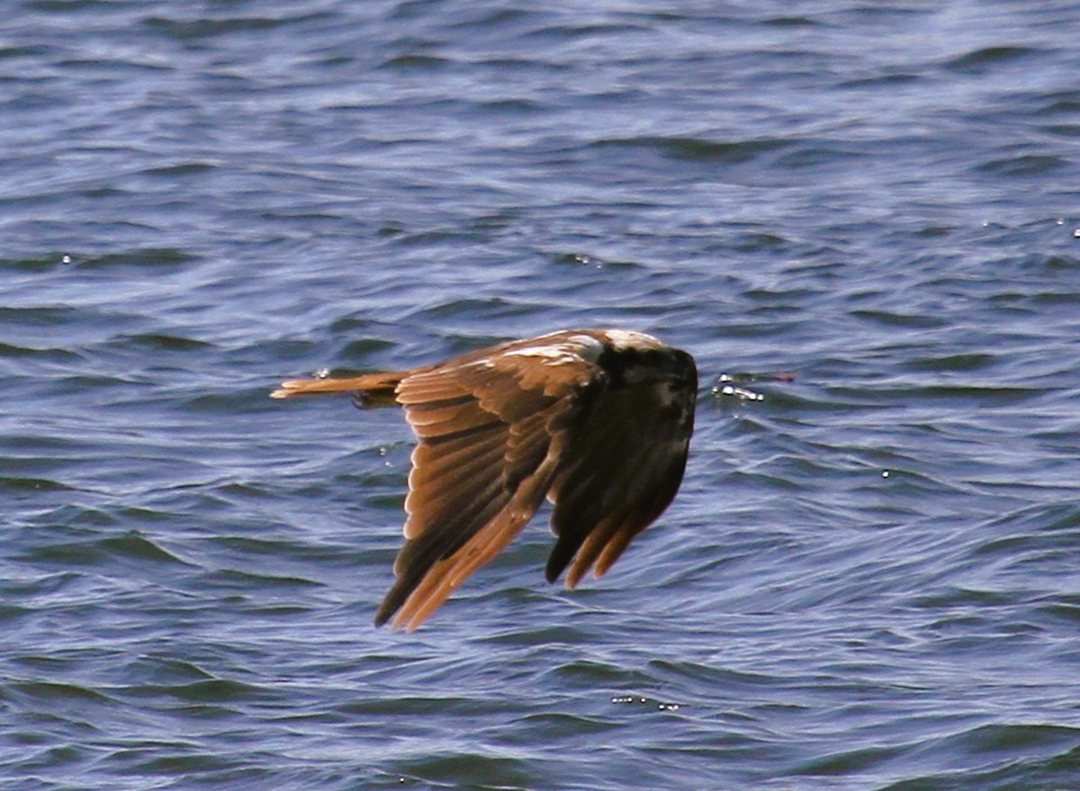 sivhauk - ML646782548