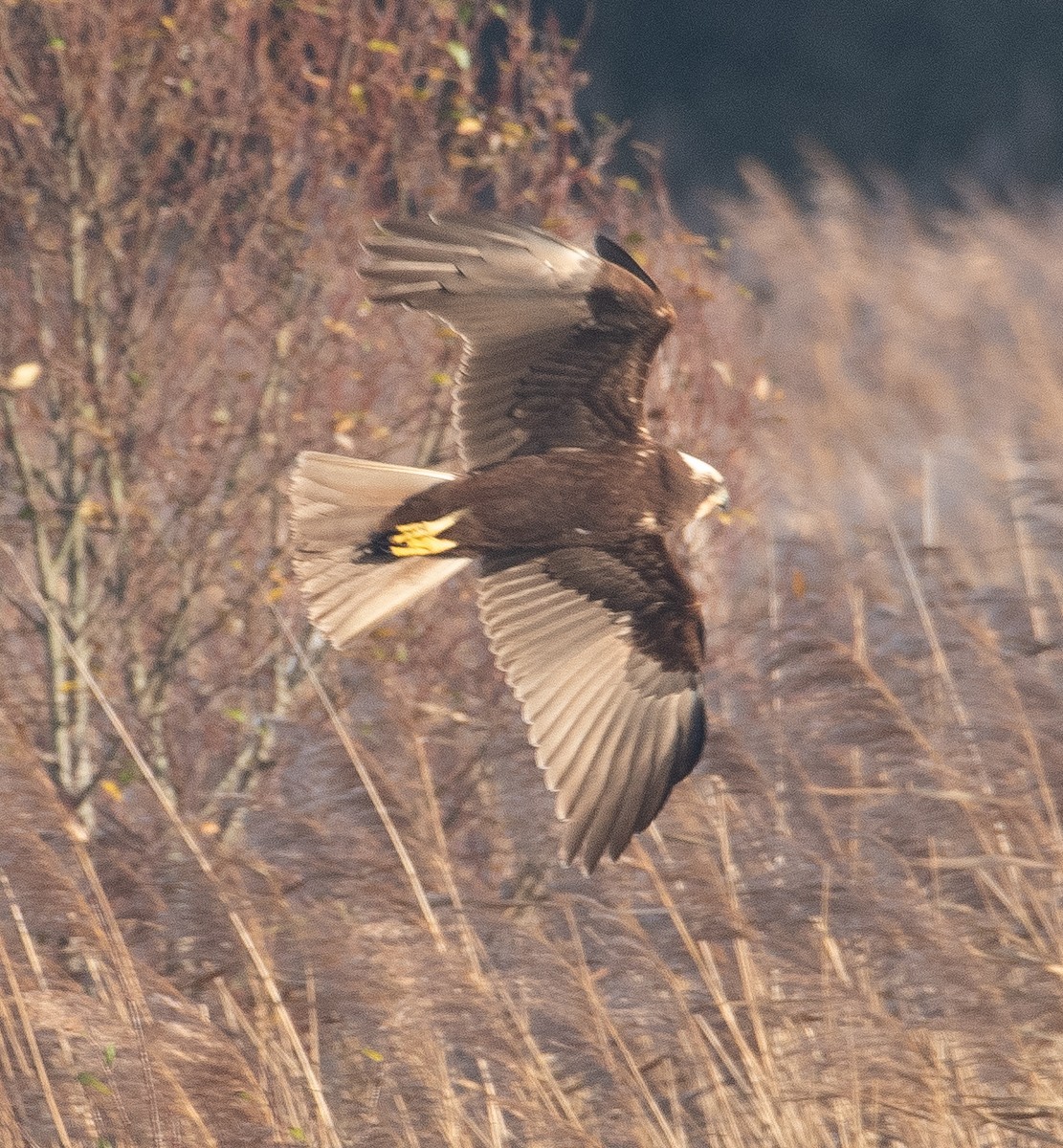 sivhauk - ML646782549