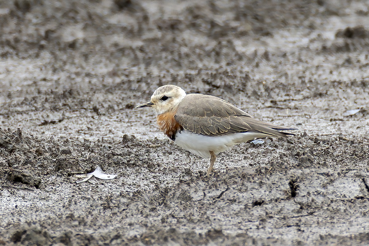 steppelo - ML646782552