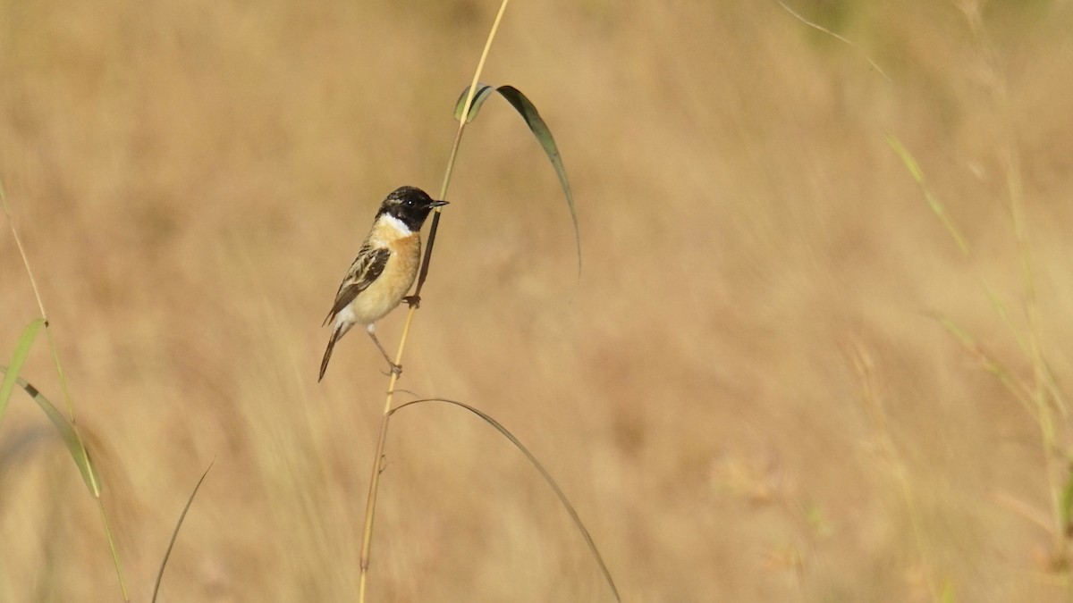 russesvartstrupe - ML646782553