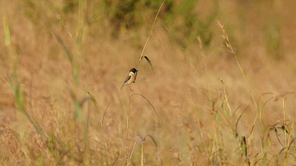 russesvartstrupe - ML646782554