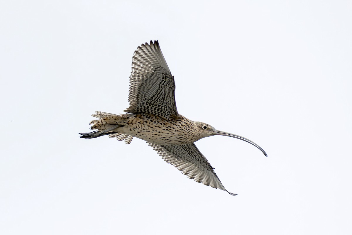 østspove - ML646782555