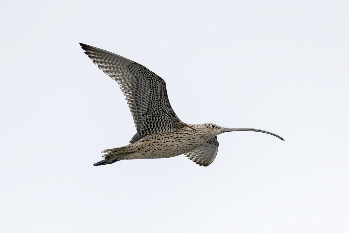 østspove - ML646782556