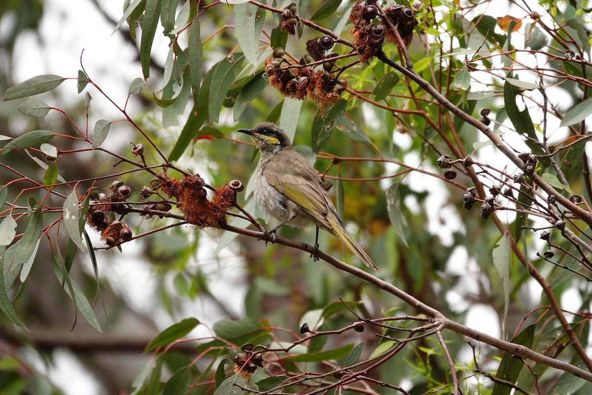 sanghonningeter - ML646782559