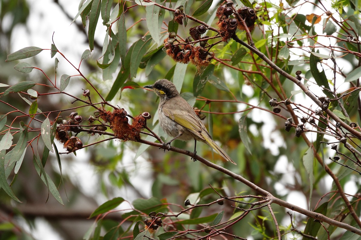 sanghonningeter - ML646782560