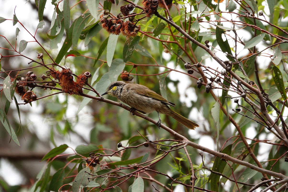 sanghonningeter - ML646782561