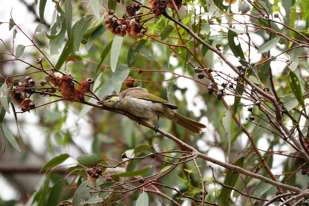 sanghonningeter - ML646782562