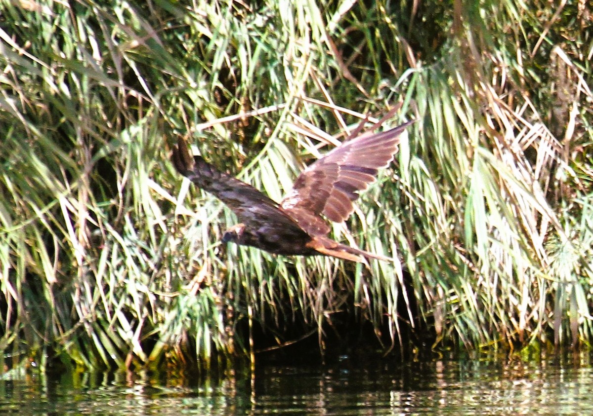 sivhauk - ML646782563