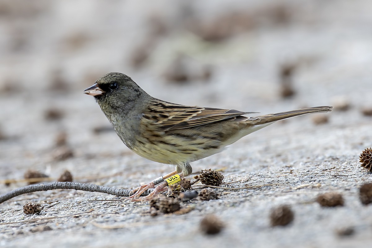 gråhodespurv - ML646782565