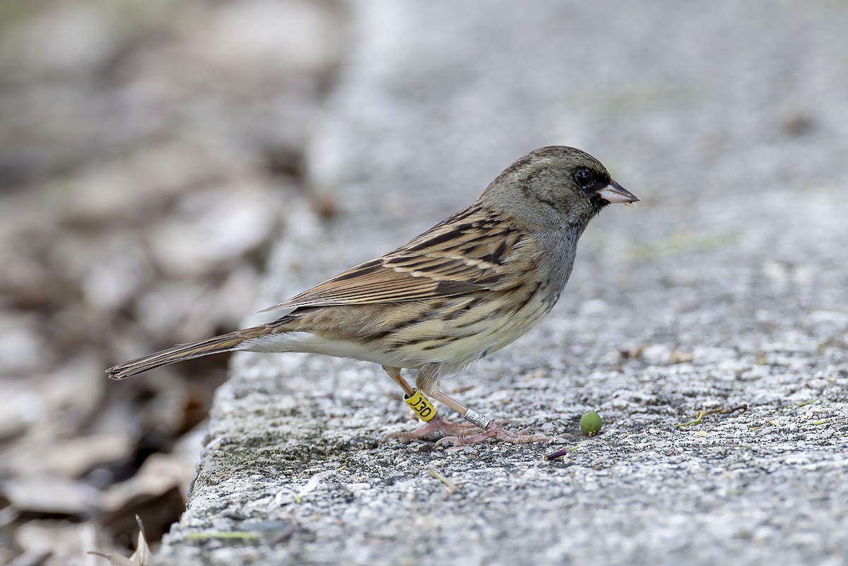 gråhodespurv - ML646782566