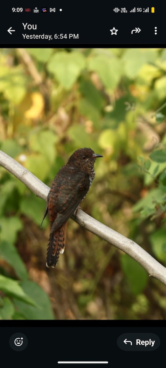 spurvegjøk - ML646782567