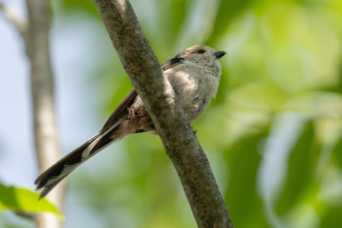 stjertmeis - ML646782568