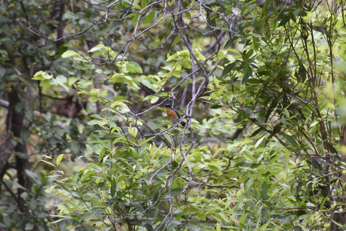 buskfluesnapper - ML646782569