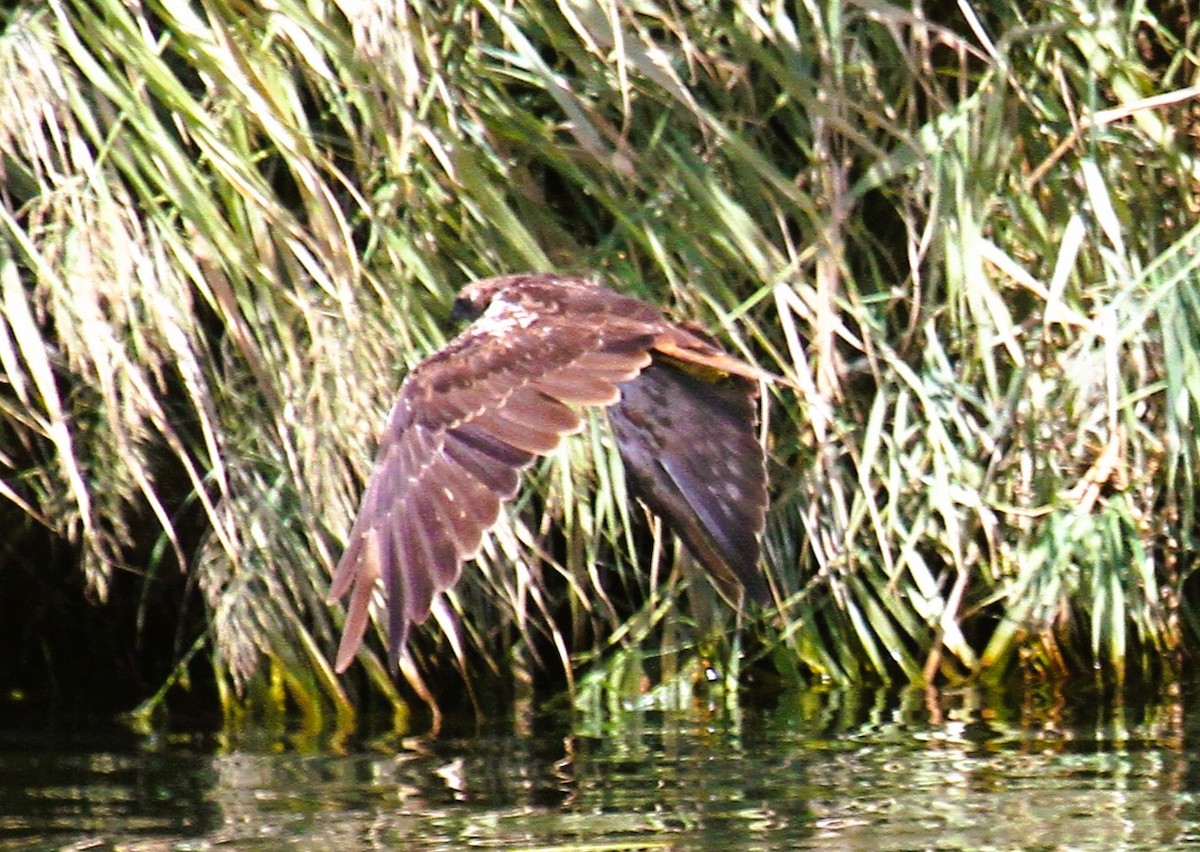 sivhauk - ML646782570