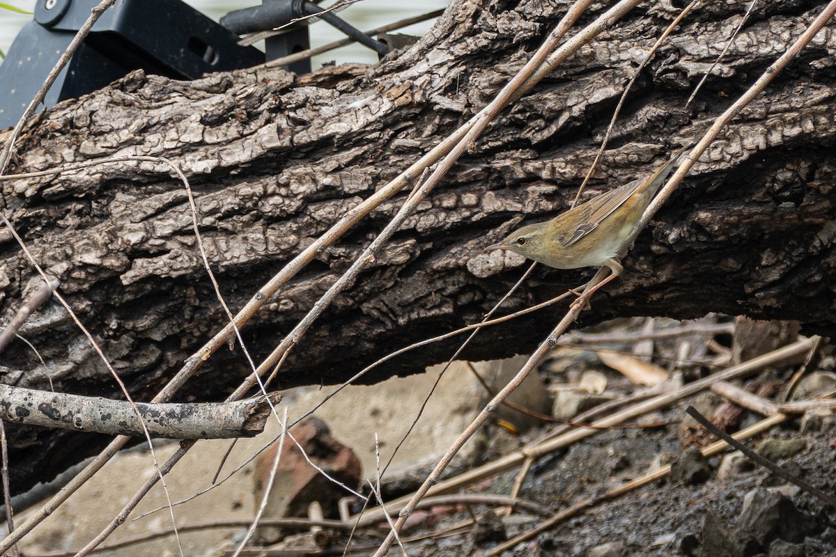 okhotsksanger - ML646782571