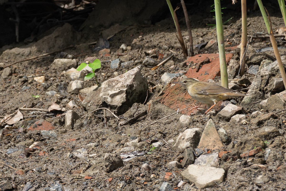 okhotsksanger - ML646782572