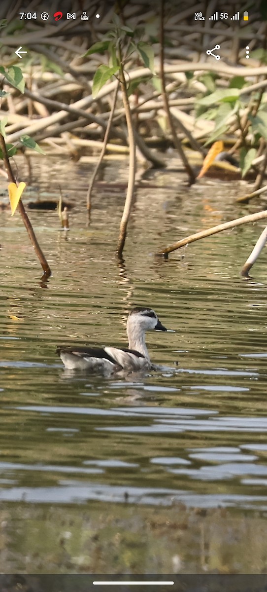 beltedvergand - ML646782573