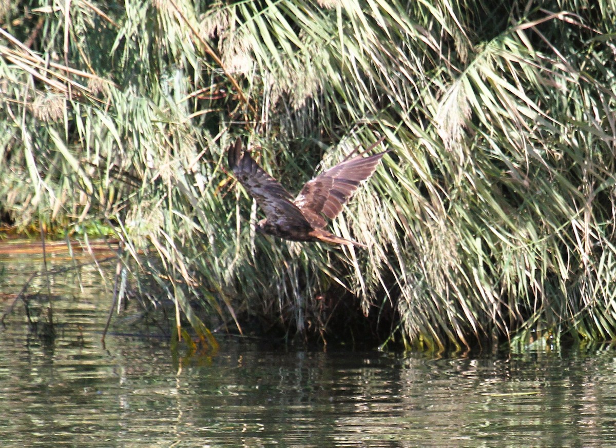 sivhauk - ML646782574