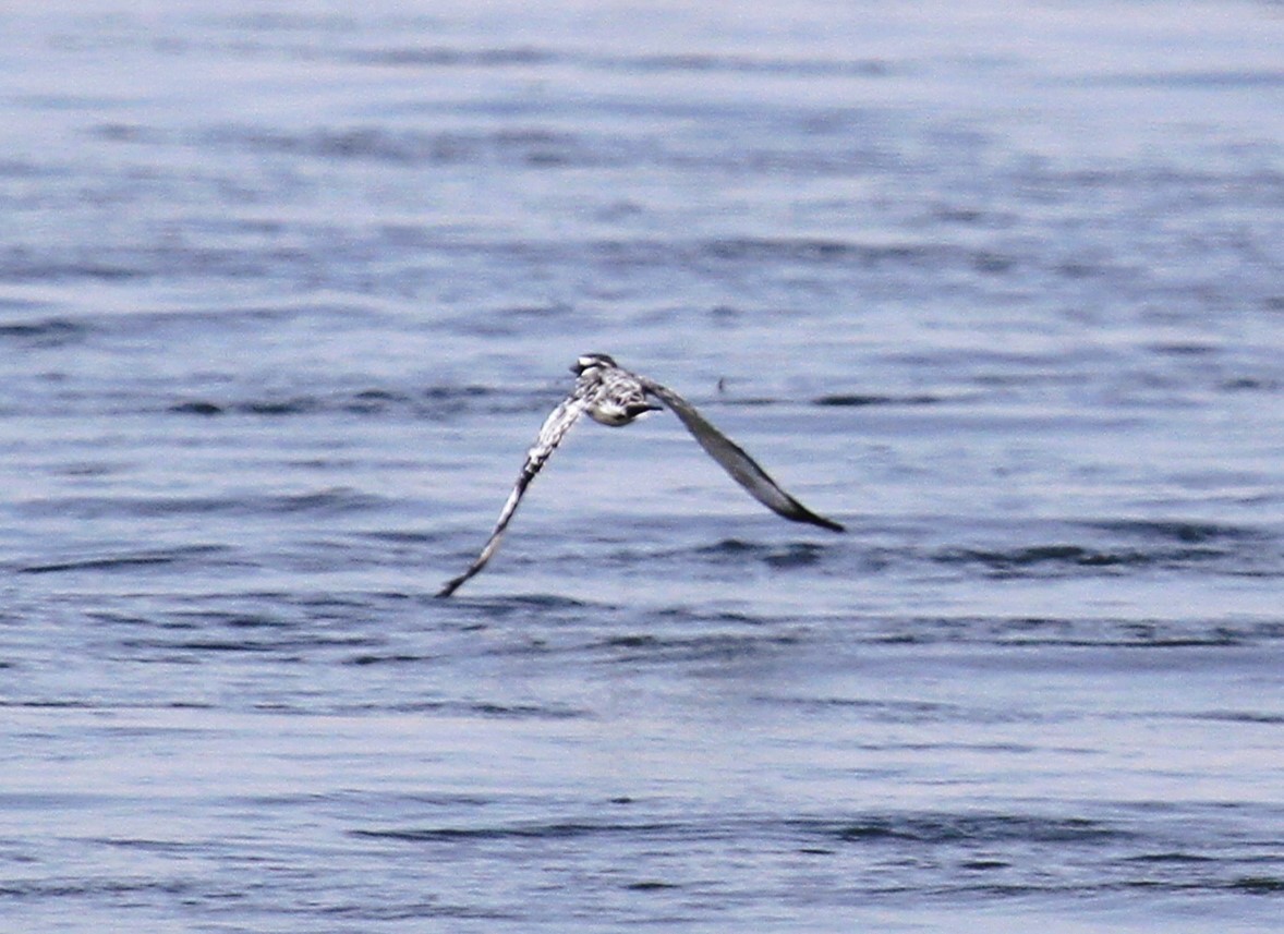 terneisfugl - ML646782575